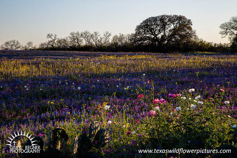 Spring on the Texas Prairie